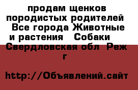 продам щенков породистых родителей - Все города Животные и растения » Собаки   . Свердловская обл.,Реж г.